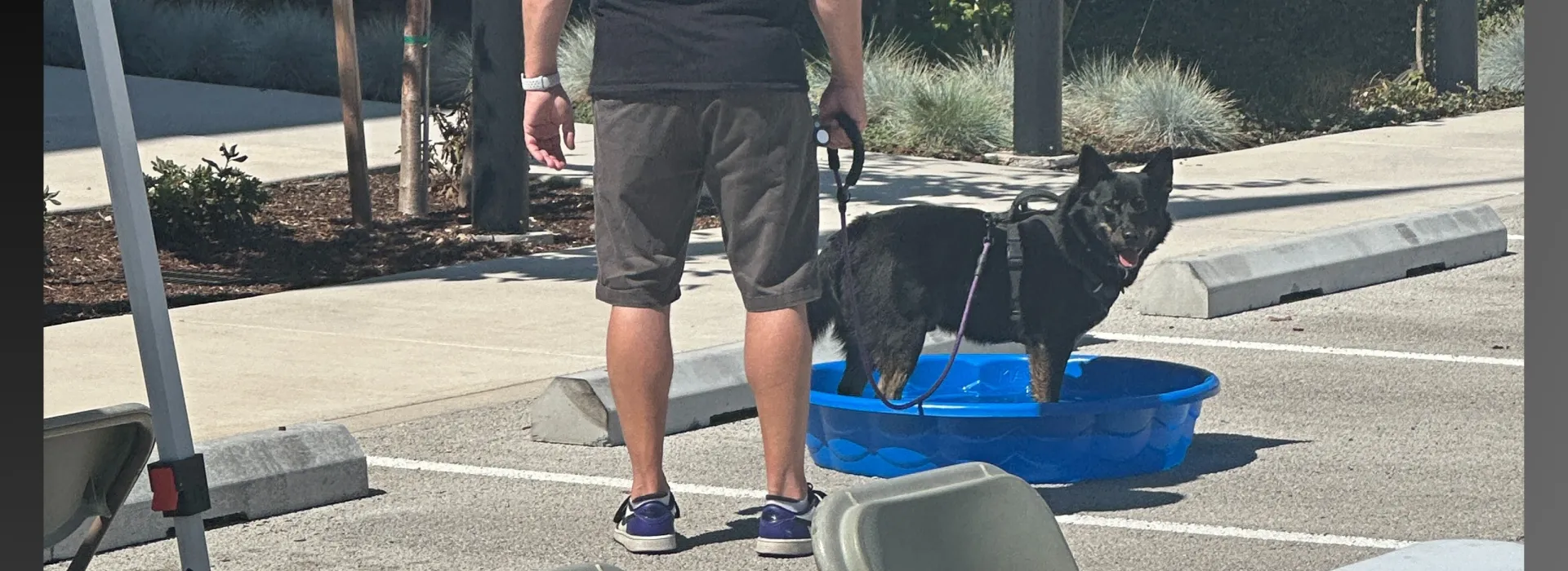 Doggy Pool Vet Housing